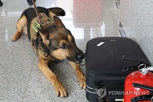 폭발물 찾는 경찰견