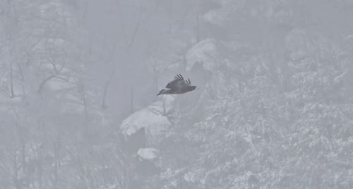 설악산서 발견된 참수리