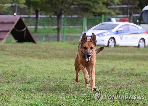 실종자 찾는 대전 경찰견