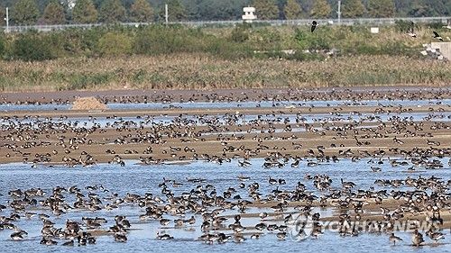 서산 천수만서 휴식 취하는 기러기들