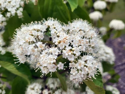 탄소 흡수 우수 관목 덜꿩나무