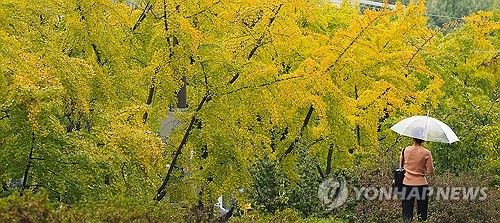 노랗게 물들어가는 가을