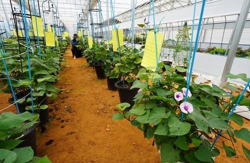 해남 고구마 시험포