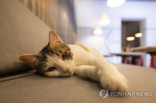 고양이