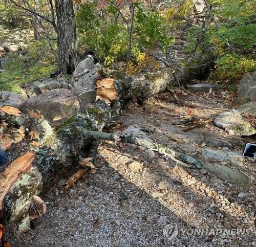 강풍에 쓰러진 설악산 울산바위 인근 나무