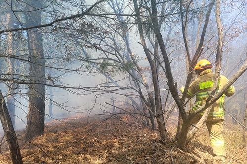 산불 진화하는 소방대원