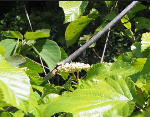 푸른가막살 나무