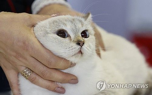 고양이