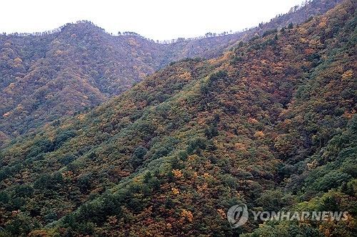 절정으로 치닫는 설악산 단풍