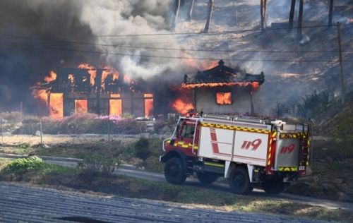 산림 화재 현장
