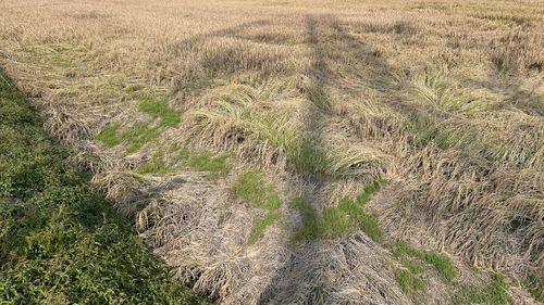 수발아 피해 논