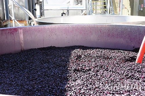 호주 양조장에서 생산 중인 와인