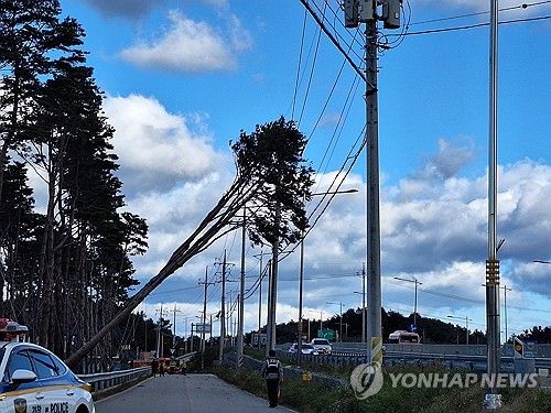 강풍에 쓰러진 나무