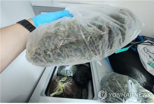 건조후 김치냉장고 안에 보관 중이던 대마잎
