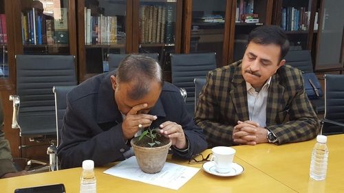 인도 석가모니 보리수나무 