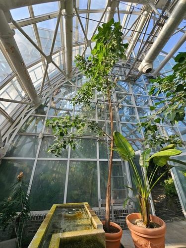 100배로 자란 인도 석가모니 보리수나무 