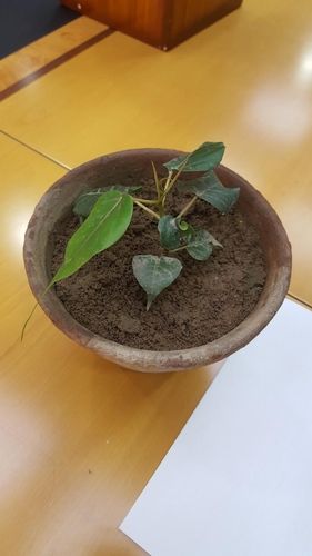 기증받을 때 석가모니 보리수나무 