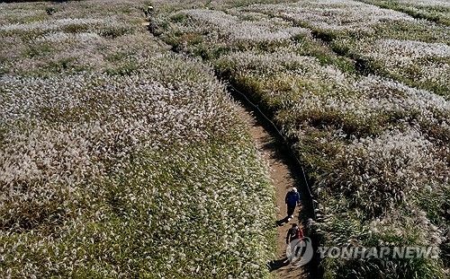가을 추억으로 물드는 하늘공원