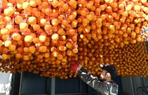 건조장에 감 매다는 농민