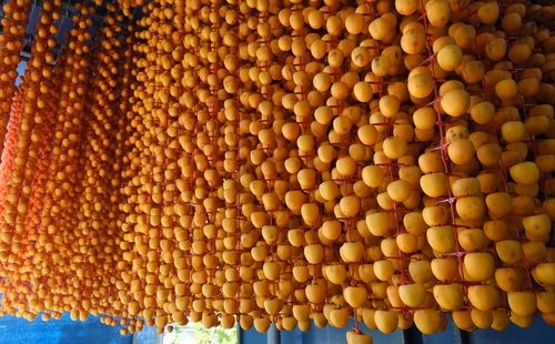 건조장에 주렁주렁 매달린 감