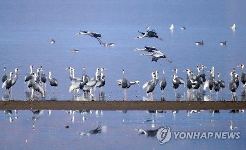 주남저수지서 관찰된 재두루미