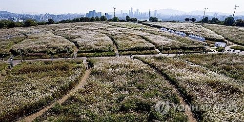 가을 찾아든 하늘공원