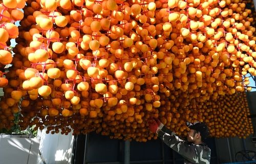 건조장에 감 매다는 농민