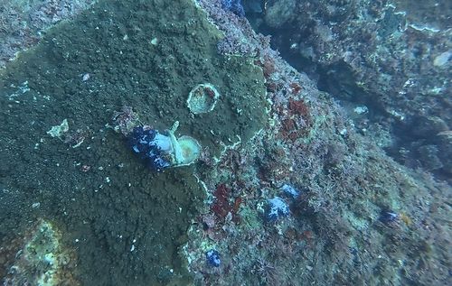 빛단풍돌산호에 자리 빼앗긴빛 연산호