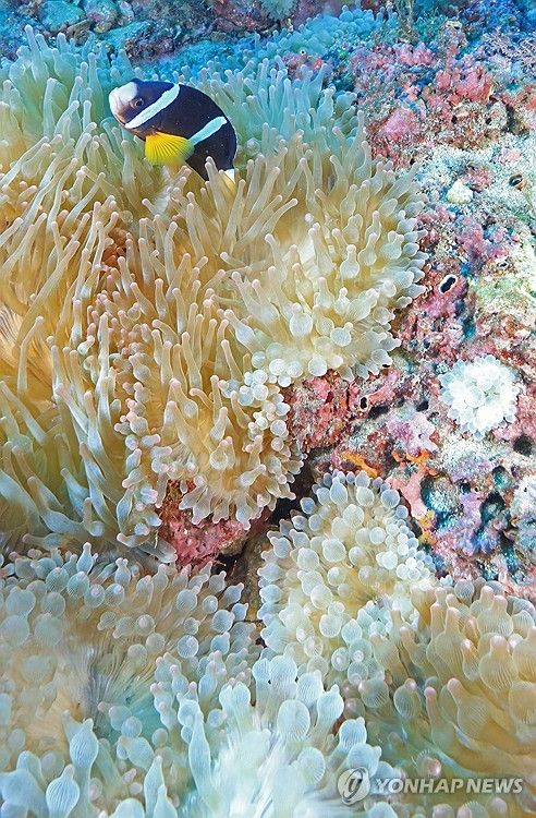 펄펄 끓는 제주바다…'니모' 둥지 말미잘도 집단폐사