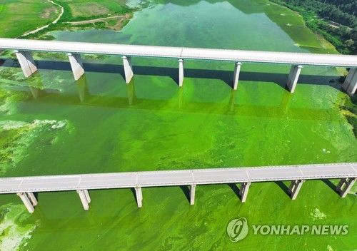 소양호 점령한 녹조