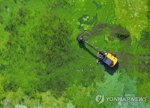 녹조가 점령한 소양호 상류