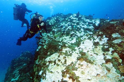 하얗게 변한 빛단풍돌산호