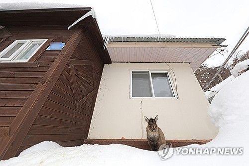 지난 2월 24일 강원 인제군 북면 용대리에서 먹이를 찾지 못해 산에서 내려온 산양이 마을 주변을 두리번거리고 있다. [인제군 제공. 재판매 및 DB 금지]