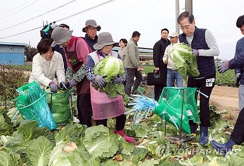 배추 수확에 한창인 한덕수 총리와 송미령 농식품부 장관