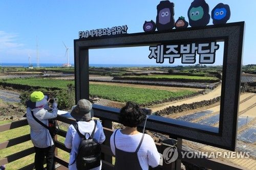 제주 밭담과 함께 하는 가을 추억