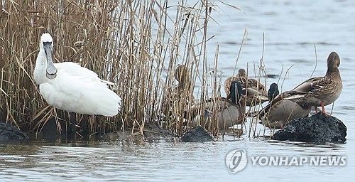 제주 찾은 겨울 진객 저어새
