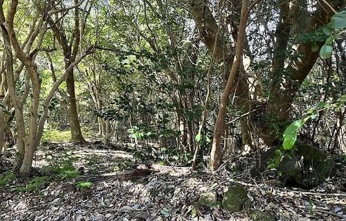 올해 공유화된 제주시 조천읍 선흘 곶자왈 제주고사리삼 자생지