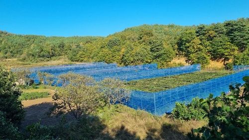강원 고성군 키위 농가 사진