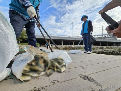 광주 서방천 물고기 집단 폐사