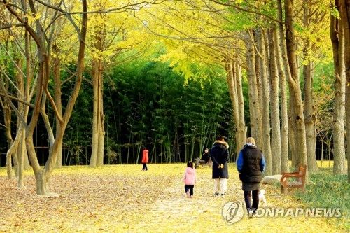 태화강 은행나무 정원