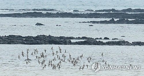 민물도요 무리의 비행