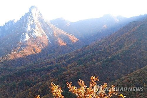 설악산 단풍 '절정'