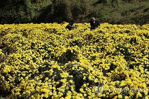 활짝 핀 가을 국화