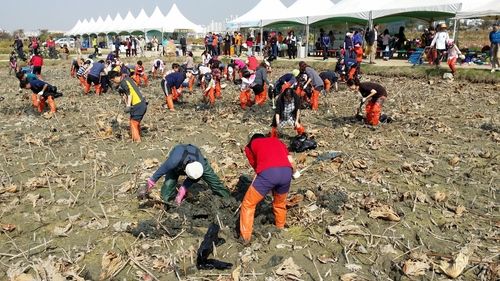 시흥 연꽃테마파크 연근캐기 체험