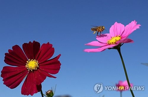 가을 꿀벌