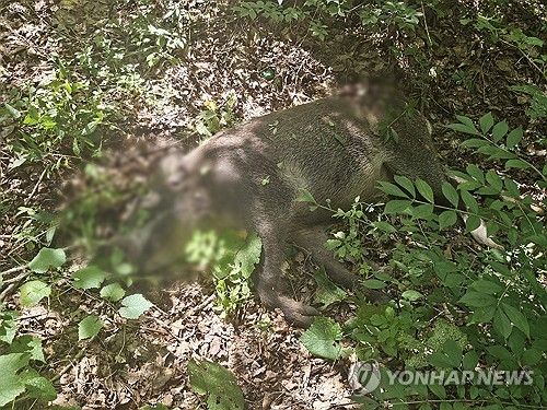 창덕궁 후원 일대서 멧돼지 출몰…수색 끝에 1마리 사살