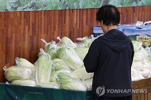 신중해진 배추 고르기