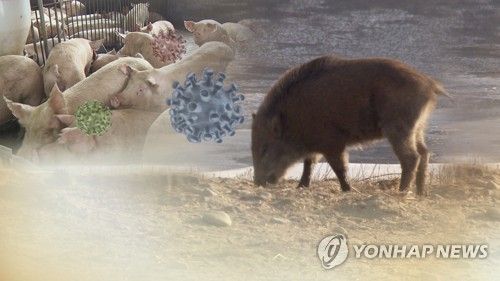 야생 멧돼지가 돼지열병 전파? (CG)