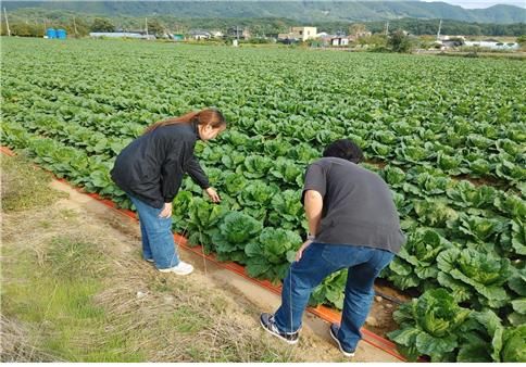 김장배추 생육 관리를 위한 현장기술지도 및 영양제 공급 장면