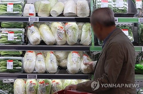 금배추 대신 알배기 배추?